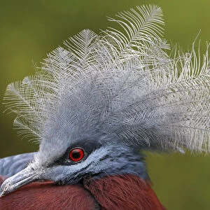 Scheepmakers crowned pigeon, Ornithological park, France