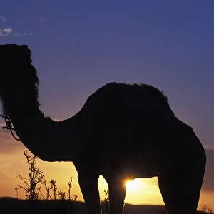 Silhouetted Camel At Sunset