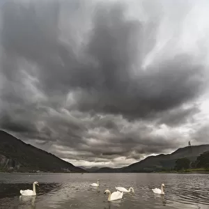 Swans swimming in the water of loch etive; Bonawe argyle and bute scotland