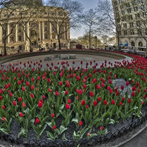 Tulip Display In Bowling Green Park; New York City, New York, United States Of America