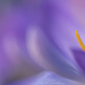 Abstract close up of a flowering Crocus