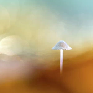 Abstract, dreamy shot of a Mycena sp. Mushroom in a mountain-like landscape, Leijduin, Noord-Holland, The Netherlands