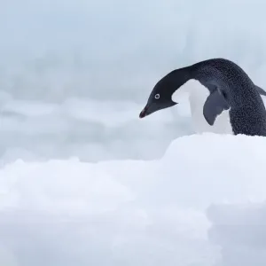 Die Adeliespinguin (Pygoscelis adeliae), gängelt auf Paulet-Inseln in Antarktika Die Adeliespinguin (Pygoscelis adeliae), gängelt auf Paulet-Inseln in Antarktika