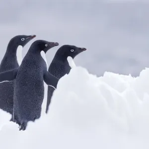 Drei Adélie-Pinguine (Pygoscelis adeliae) auf der Paulet-Insel, Antarktika Drei Adélie-Pinguine (Pygoscelis adeliae) auf der Paulet-Insel, Antarktika