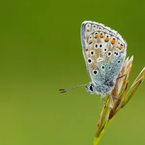 Adonis Blue on grass stem at dusk, Dorset, England Adonis Blue on grass stem at dusk, Dorset, England