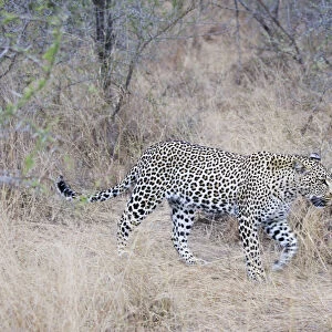 Adult female Leopard (Panthera pardus) walking on the savanna