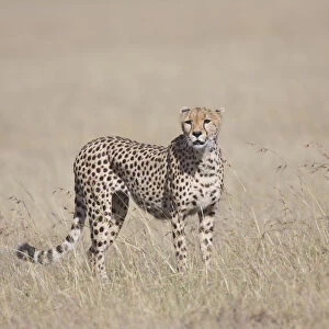 Adult male Cheetah (Acinonyx jubatus) looking for prey on an open grassy plain