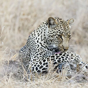 Adult male Leopard (Panthera pardus) grooming, Sabi Sands Private Game Reserve