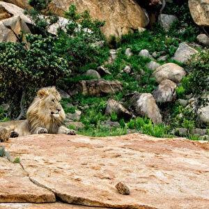Adult male Lion (Panthera leo) resting on granite rocks, Nkomazi Game Reserve, Mpumalanga