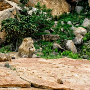 Erwachsener männlicher Löwe (Panthera leo), der auf Granitfelsen ruht, in dem Nkomazi-Game-Restaurant im Provinz Mpumalanga Erwachsener männlicher Löwe (Panthera leo), der auf Granitfelsen ruht, in dem Nkomazi-Game-Restaurant im Provinz Mpumalanga