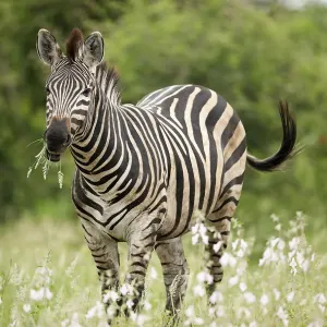 Erwachsener Plainesäbblinge (Equus quagga), Nahrungsaufnahme aus Vegetation im Kruger-Nationalpark in der Provinz Limpopo
