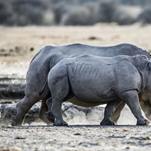 Adult and sub-adult White Rhinoceros (Ceratotherium simum) walking through dust, Botswana