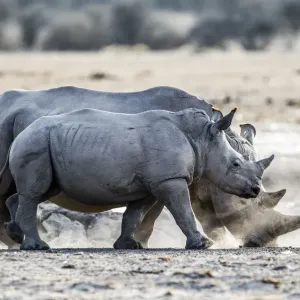 Erwachsene und junggekränkte Weißrhinos (Ceratotherium simum), gehen durch Staub in Botsuana Erwachsene und junggekränkte Weißrhinos (Ceratotherium simum), gehen durch Staub in Botsuana
