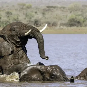 African Bush Elephant in Water Print African Bush Elephant in Water Print