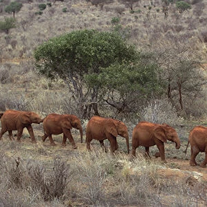 African Elephant (Loxodonta africana) Natumi leading young orphans walking in a line to stockade