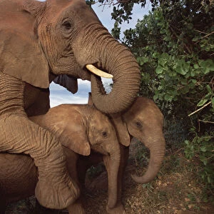 African Elephant (Loxodonta africana) orphan called Malalka, mothering a pair of young orphans