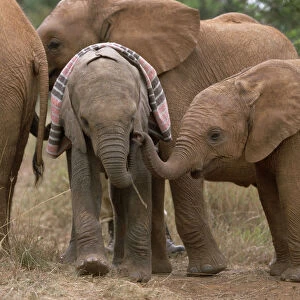 African Elephant (Loxodonta africana) orphaned baby Sweet Sally, meeting other orphans