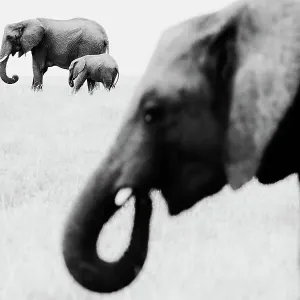 Afrikanischer Elefant (Loxodonta africana), erwachsener mit Kalb über die Savanne hinweg zu zwei weiteren Erwachsenen im Vordergrund fressend; Maasai-Mara-Nationalpark in der Provinz Rift Valley, Kenia