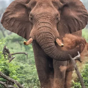 African Elephant in Must Print African Elephant in Must Print