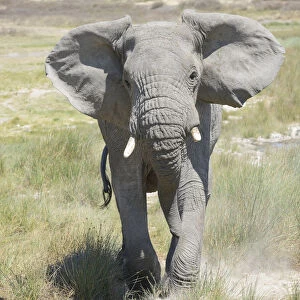 African elephant (Loxodonta africana) charging, Serngeti national park, Tanzania