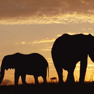 African Elephant Mother and Calf Print, Kenya African Elephant Mother and Calf Print, Kenya