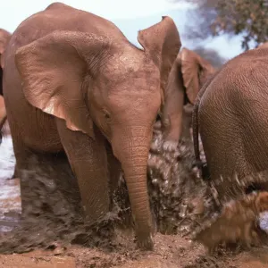 African Elephant Orphan in Mud Bath Print African Elephant Orphan in Mud Bath Print