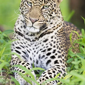 African Leopard (Panthera pardus) lying down in forest, looking at camera