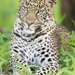 African Leopard (Panthera pardus) lying down in forest, looking at camera African Leopard (Panthera pardus) lying down in forest, looking at camera