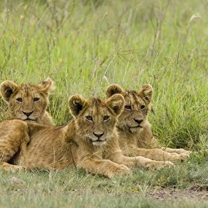 African Lion (Panthera leo) three cubs laying in the grass, Ngorongoro Conservation Area