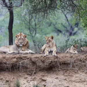 Afrikanischer Löwe (Panthera leo)-Familie liegt auf dem trockenen Bett eines Trockenflusses Afrikanischer Löwe (Panthera leo)-Familie liegt auf dem trockenen Bett eines Trockenflusses
