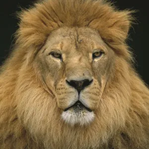 Afrikanischer Löwe (Panthera leo), männlich, Washingtoner Tiergarten in Portland im US-Bundesstaat Oregon Afrikanischer Löwe (Panthera leo), männlich, Washingtoner Tiergarten in Portland im US-Bundesstaat Oregon