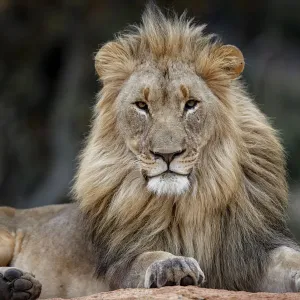 Afrikanischer Löwe (Panthera leo), männlicher Tier, liegt auf einer Felsplatte und blickt direkt ins Gesicht des Fotografen Afrikanischer Löwe (Panthera leo), männlicher Tier, liegt auf einer Felsplatte und blickt direkt ins Gesicht des Fotografen
