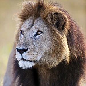 African Lion (Panthera leo) male portrait, Kenya, Masai Mara