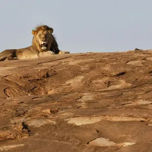 Afrikanischer Löwe (Panthera leo), männlicher Tier, ruht im letzten Sonnenlicht auf einer felsigen Hügelkante Afrikanischer Löwe (Panthera leo), männlicher Tier, ruht im letzten Sonnenlicht auf einer felsigen Hügelkante