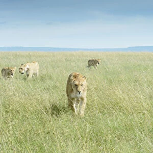 African Lion (Panthera leo) pride walking on savanna, Msai Mara National Reserve, Kenya