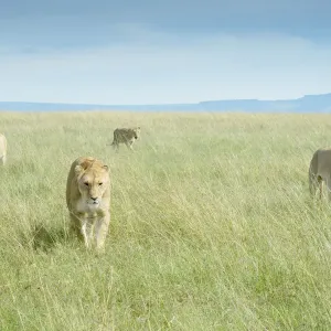 Afrikanischer Löwe (Panthera leo), Stamm auf der Savanne im Msaa-Mara-Nationalpark in Kenia Afrikanischer Löwe (Panthera leo), Stamm auf der Savanne im Msaa-Mara-Nationalpark in Kenia