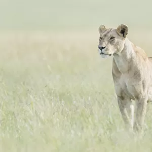 African Lioness (Panthera leo) standing in savannah, looking at camera