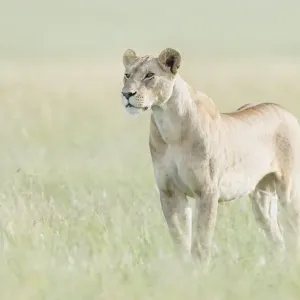 Afrikanische Löwinnenfrau (Panthera leo), steht im Savanne und blickt auf die Kamera Afrikanische Löwinnenfrau (Panthera leo), steht im Savanne und blickt auf die Kamera