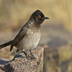 African Red-eyed Bulbul (Pycnonotus nigricans) perched on a rock, Etosha, Namibia