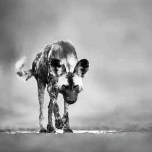 Afrikanischer Wildhund (Lycaon pictus), nahe kommt heran. Privatreservat Zimanga, Provinz KwaZulu-Natal Südafrika