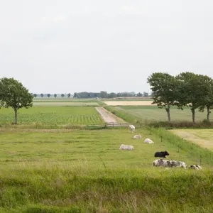 Agricultural landscape filled with cows, Texel, Noord-Holland, The Netherlands Agricultural landscape filled with cows, Texel, Noord-Holland, The Netherlands