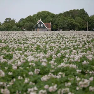 agricultural landscape filled with flowers, Texel, Noord-Holland, The Netherlands agricultural landscape filled with flowers, Texel, Noord-Holland, The Netherlands