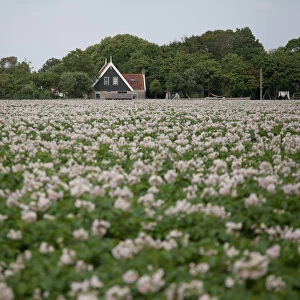 agricultural landscape filled with flowers, Texel, Noord-Holland, The Netherlands