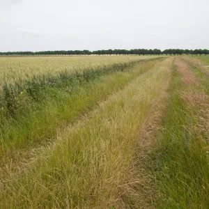 Agricultural landscape filled with grain, Texel, Noord-Holland, The Netherlands Agricultural landscape filled with grain, Texel, Noord-Holland, The Netherlands