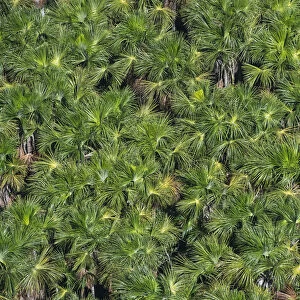 Aguache Palm (Mauritia flexuosa) forest, Guyana