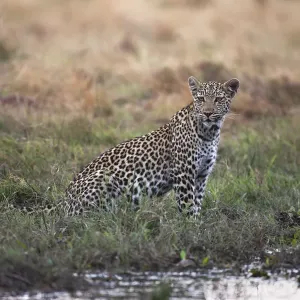 An alert female leopard (Panthera pardus) sits by a river looking for prey, Khwai River An alert female leopard (Panthera pardus) sits by a river looking for prey, Khwai River