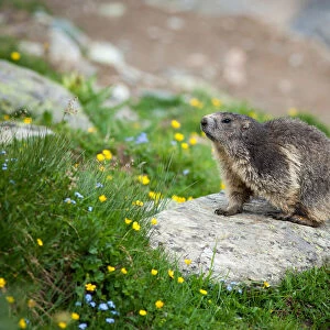 Alpine Marmot (Marmota marmota) walking on a stone in a field of flowers, Belalp, Oberwallis, Switzerland
