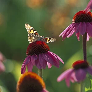 American Painted Lady (Cynthia virginiensis) butterfly on Coneflower (Echinacea sp)