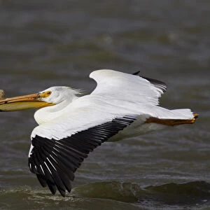 American White Pelican (Pelecanus erythrorhynchos) flying, California, USA