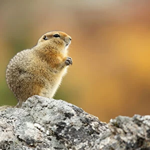Arctic Ground Squirrel (Urocitellus parryii) standing on a rock, Denali National Park and Preserve, Alaska, United States
